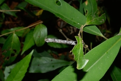 Geometridae