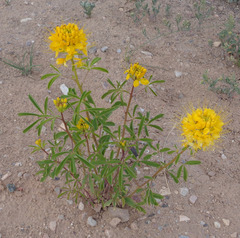 Cleomella lutea