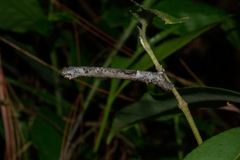 Geometridae