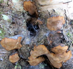 Phellinus chrysoloma