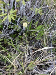 Calliscirpus criniger