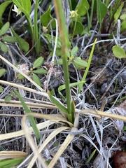 Calliscirpus criniger