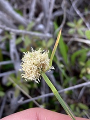 Calliscirpus criniger