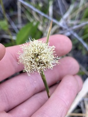 Calliscirpus criniger