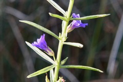 Stemodia florulenta