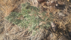 Lomatium roneorum