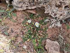 Bellium bellidioides
