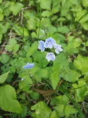 Veronica chamaedrys