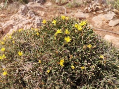 Launaea cervicornis