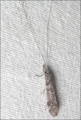 Triplectides similis