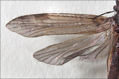 Triplectides similis