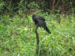 Crotophaga ani