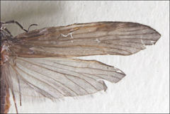 Triplectides similis