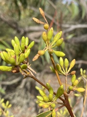 Eucalyptus staeri
