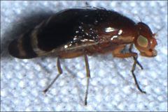 Depressa striatipennis