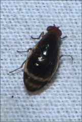 Depressa striatipennis