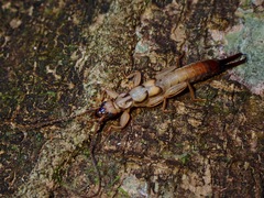 Cranopygia