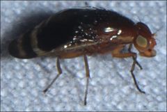Depressa striatipennis