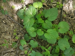 Viola odorata