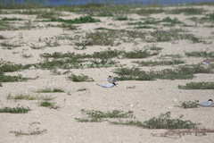 Atherinops affinis