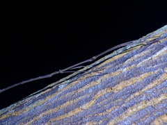 Phaenopharos struthioneus