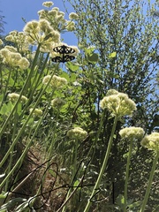 Eriogonum compositum compositum