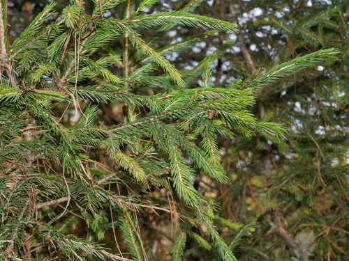 Image of Picea morrisonicola by (c) Jacy Chen, some rights reserved (CC BY)
