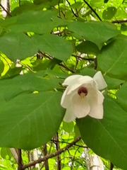 Magnolia sieboldii