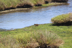 Rallus obsoletus levipes