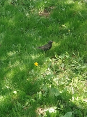 Sturnus vulgaris