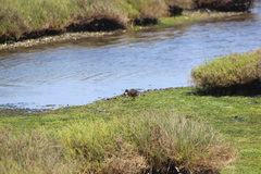 Rallus obsoletus levipes