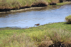 Rallus obsoletus levipes