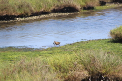 Rallus obsoletus levipes