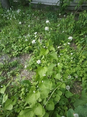 Alliaria petiolata