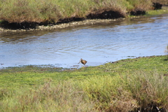 Rallus obsoletus levipes