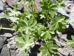 Bowlesia tropaeolifolia