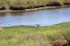 Rallus obsoletus levipes