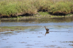 Rallus obsoletus levipes