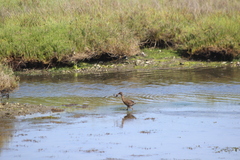 Rallus obsoletus levipes