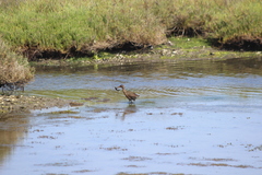 Rallus obsoletus levipes