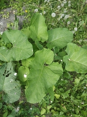 Arctium