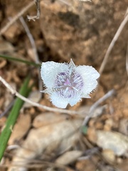 Calochortus tolmiei