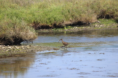 Rallus obsoletus levipes