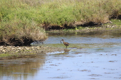 Rallus obsoletus levipes