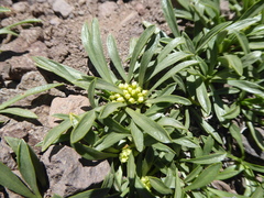 Azorella ruizii