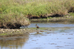 Rallus obsoletus levipes