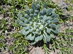 Gamocarpha scapigera