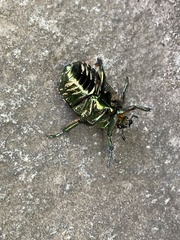 Protaetia orientalis