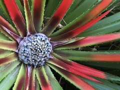 Fascicularia bicolor bicolor