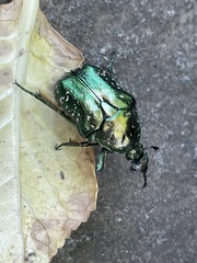 Protaetia orientalis